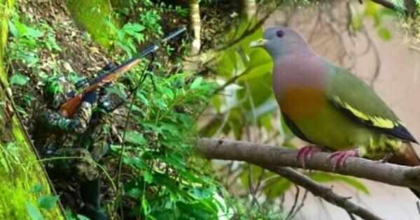 Awas Berburu Burung Punai Malam Hari Ada Jin Mengiringi Page