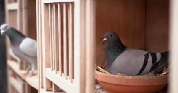 Burung Merpati Balap Harga Milliaran Kok Bisa Page2 Kaskus