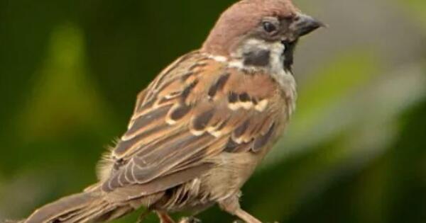 Kenapa Dijuluki Burung Gereja Kaskus