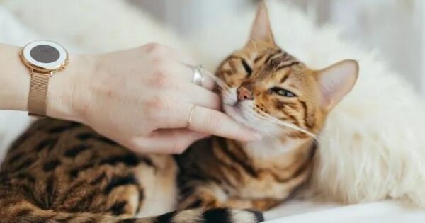 Tips Pintar Membersihkan Bulu Kucing Bertebaran Di Dalam Tips Pintar Membersihkan Bulu Kucing Bertebaran Di Dalam