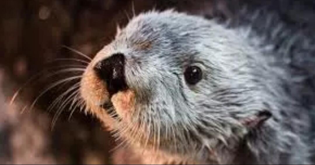  Otter  Hewan  Peliharaan  yang Populer di Zaman Now KASKUS