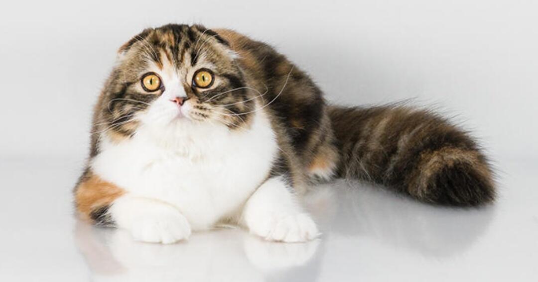 4 Ras Kucing Dengan Genetik Aneh Tapi Menarik | KASKUS