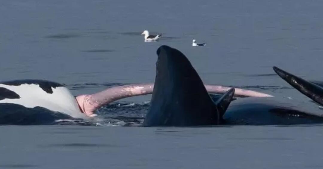 Whale Pussy