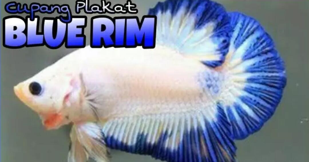 Cupang Blue Rim Ikan Hias Indah Yang Sering Dilombakan Kaskus