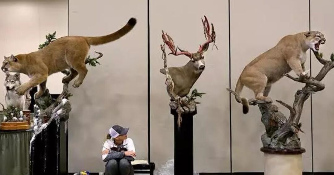 Mengenal Apa Itu Taxidermy KASKUS mengenal-apa-itu-taxidermy-kaskus