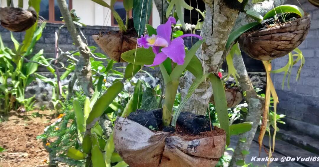 Simpel Cara  Membuat  Pot Tanaman Bunga  Anggrek dari  Sabut  