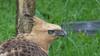 Burung Garuda, Mitos dan Fakta? Jawaban Sungguh Tidak Terduga