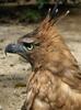 Burung Garuda, Mitos dan Fakta? Jawaban Sungguh Tidak Terduga