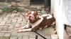 7 Fakta Meninggalnya Ramisya, Anak Perempuan yang Tewas Digigit Anjing Pitbull