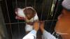 7 Fakta Meninggalnya Ramisya, Anak Perempuan yang Tewas Digigit Anjing Pitbull