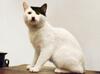 Kucing-Kucing Ini Punya Motif Bulu yang Unik dan Lucu: Bak Zorro Hingga Mirip Hitler