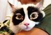 Kucing-Kucing Ini Punya Motif Bulu yang Unik dan Lucu: Bak Zorro Hingga Mirip Hitler