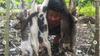 Viral, Sekelompok Pemuda Bantai Kucing Lalu Mau Dibakar Untuk Pesta