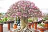 Yuk, Buat Rumah Makin Asri dengan Bonsai!