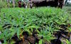 BNN Musnahkan 6 Hektare Ladang Ganja di Aceh Besar