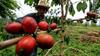 Janji Airlangga Hartarto Bantu Industri Kopi Nusantara