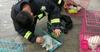 Terharu, Puluhan Kucing dan Anjing Berhasil Selamat dari Kebakaran