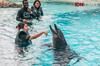9 Potret Seru Bermain bareng Lumba-lumba di Dolphin Island Singapura