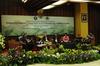 KLHK Terus Lakukan Upaya Penyelamatan Orangutan