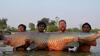 Temukan Arapaima? Ini yang Bisa Kalian Lakukan