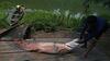 8 Fakta Menarik Arapaima, Ikan Raksasa yang Bikin Heboh Netizen
