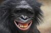 Keren, 11 Foto Hasil Kompetisi British Ecological Society Photography!