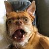 Kisah Inspiratif: Debby Handoko, Sang Penyelamat Anjing Liar