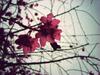 7 Waktu Terbaik untuk Melihat Bunga Sakura Mekar di Korea Selatan