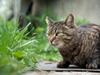 Tingkah-tingkah Konyol Kucing Ini Pasti Bikin Kamu Ketawa