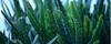7 Manfaat Tersembunyi Aloe Vera Gel, Skincare Favorit Millenials