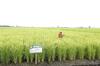 Mengenal Polder Mini, Sistem Pengelolaan Air Lahan Rawa