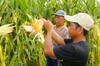 Di Sulbar, Kementan Fokus Replanting Sawit dan Jagung