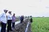 Di Sulbar, Kementan Fokus Replanting Sawit dan Jagung