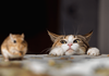 5 Tips Jitu Biar Kamu Lekas Disayang oleh Kucing Introvert