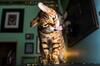 5 Tips Jitu Biar Kamu Lekas Disayang oleh Kucing Introvert