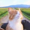 7 Fakta Menarik Tentang Kumis Kucing