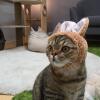 7 Fakta Menarik Tentang Kumis Kucing