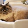 7 Fakta Menarik Tentang Kumis Kucing