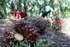WWF Arahkan Petani Kelapa Sawit Sintang Tembus RSPO