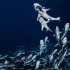 10 Hewan Laut Raksasa Paling Indah dan Menakjubkan! Mana Favoritmu?