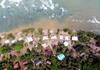 Terombang-ambing, 29 Korban Tsunami Selamat