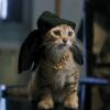 5 Mitos Tentang Kucing yang Sangat Misteri, Kamu Percaya Gak?