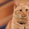 5 Mitos Tentang Kucing yang Sangat Misteri, Kamu Percaya Gak?