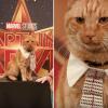 5 Mitos Tentang Kucing yang Sangat Misteri, Kamu Percaya Gak?