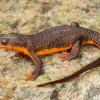 7 Jenis Katak Pohon dengan Warna yang Indah Memukau