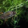 7 Jenis Katak Pohon dengan Warna yang Indah Memukau