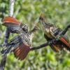7 Burung Endemik Pegunungan Andes yang Beda dari Lainnya