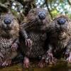 Selain Koala dan Kanguru, Ini 7 Satwa Gemas Khas Australia Lainnya