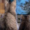 10 Ide Pose Foto Pernikahan yang Cocok buat Pasangan Pencinta Kucing
