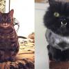 10 Akun Instagram Kucing Berkebutuhan Khusus yang Wajib Kamu Follow!